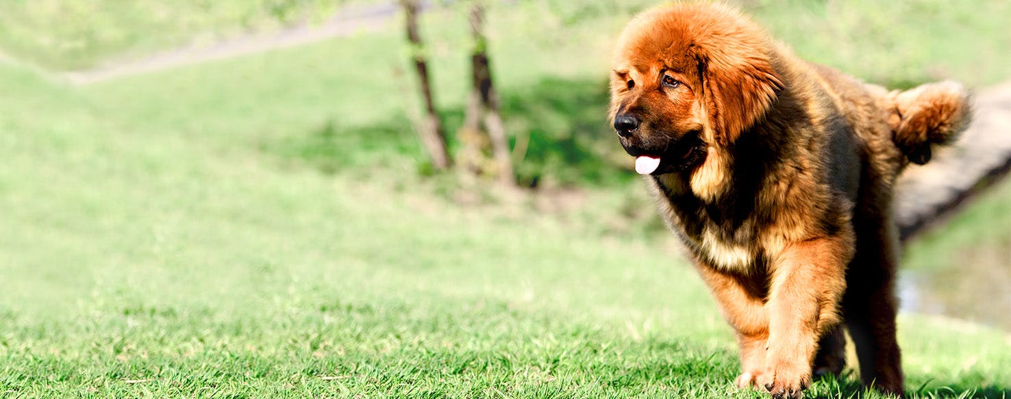 Tibetan Mastiff Dog Names Popular Male and Female Names